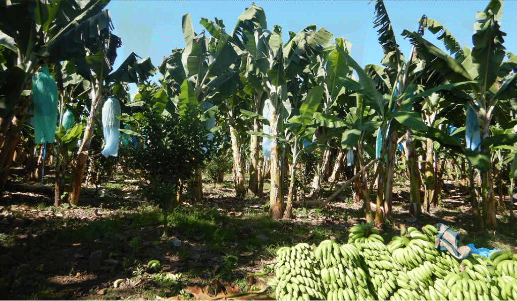 Campo colombiano